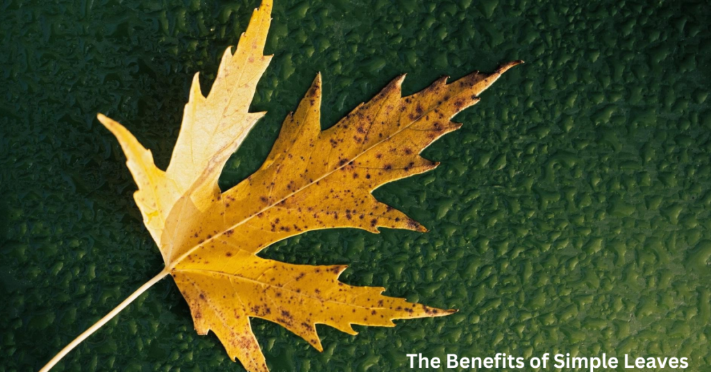 the-benefits-of-simple-leaves-exploring-their-uses-and-health-benefits